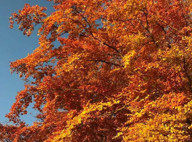 Berggasthof Zur Glocke Gæstehus 3*