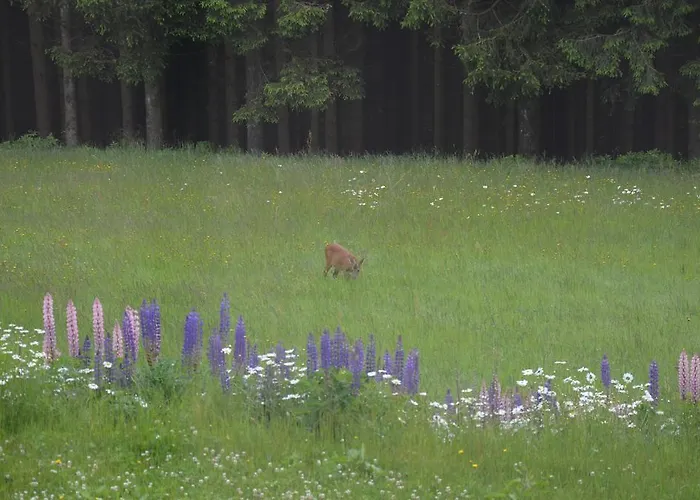 Gasthuis Berggasthof Zur Glocke 3*